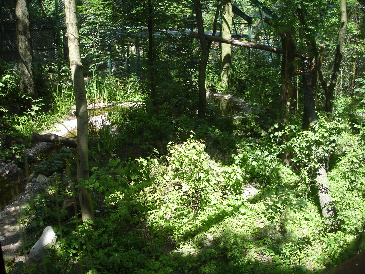 New exhibit for euroasian lynx