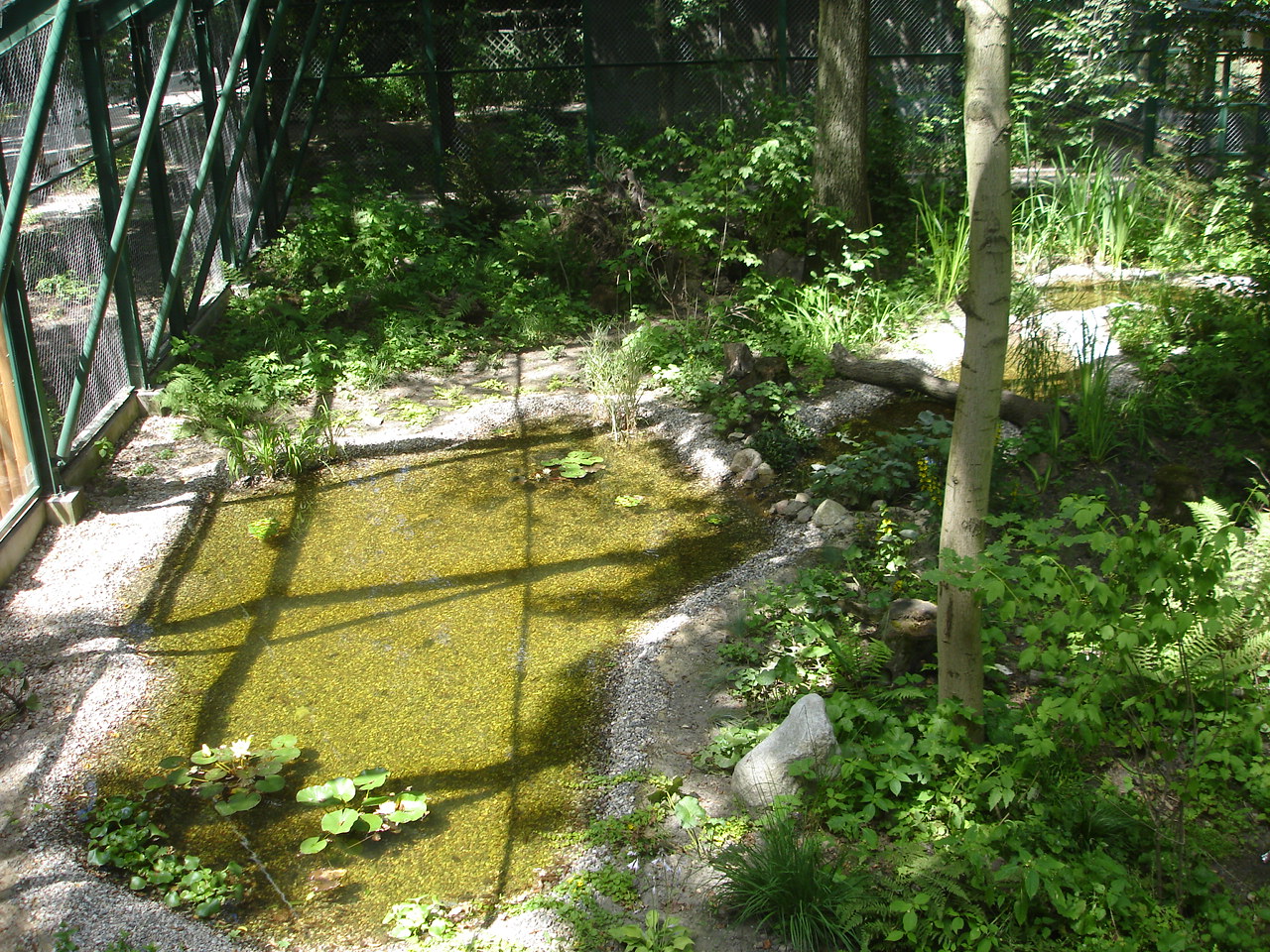 New exhibit for euroasian lynx