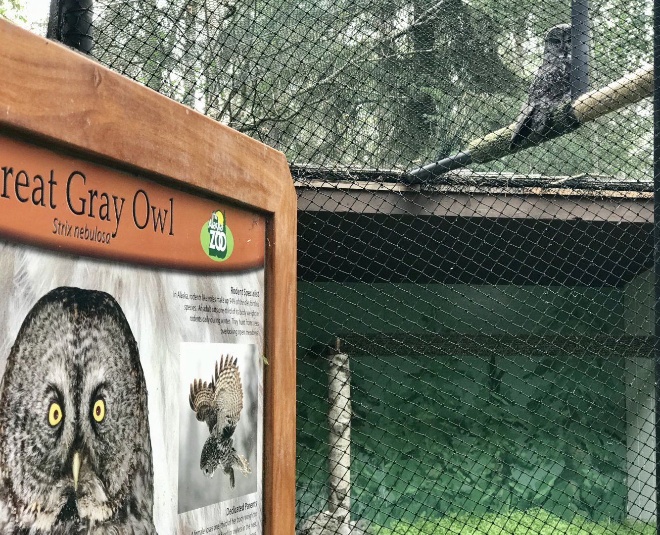 New Exhibit for the Great Gray Owl