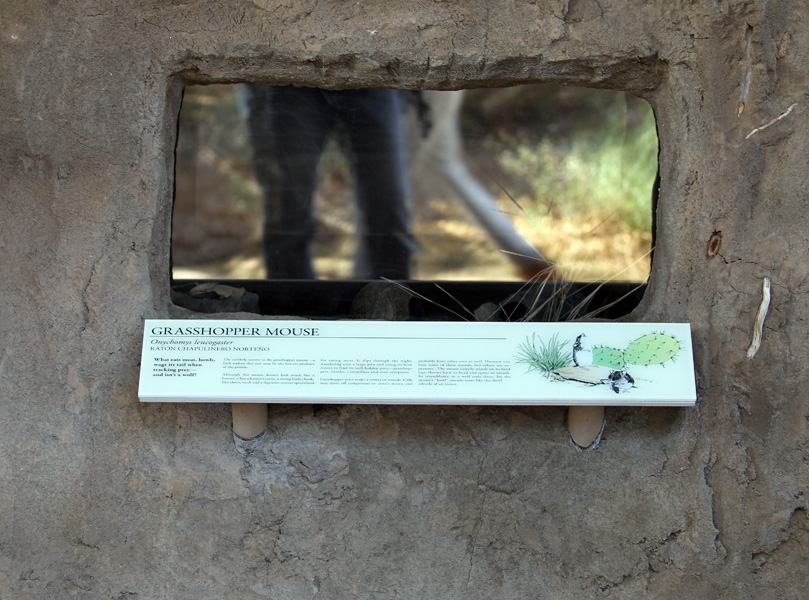 new exhibit - grasshopper mouse