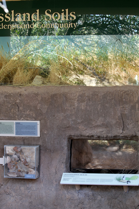 new exhibit - grasshopper mouse