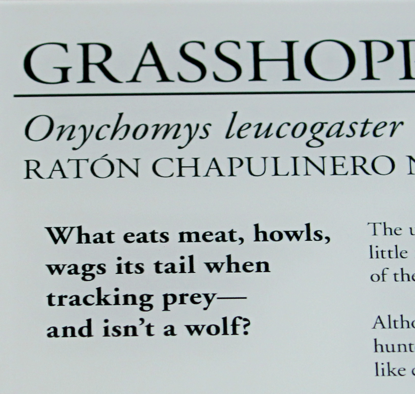 new exhibit - grasshopper mouse