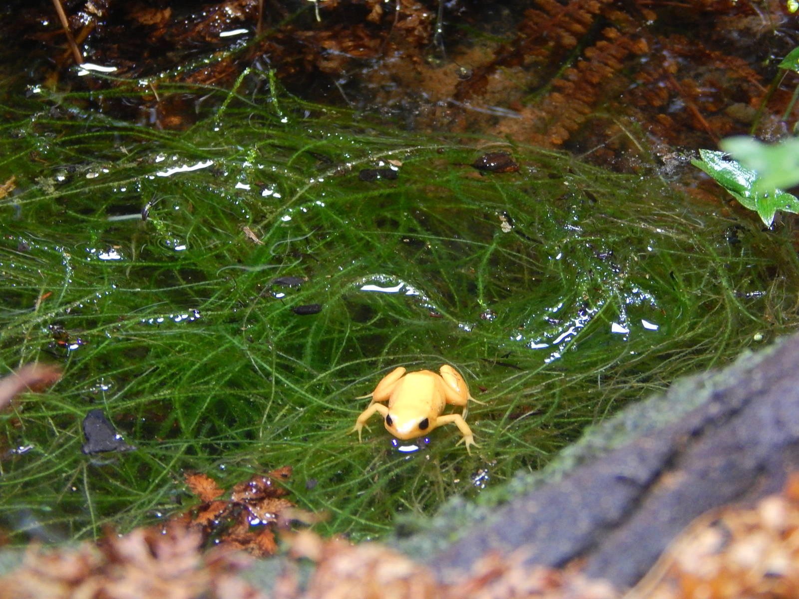 New exhibit in Tropical Realm