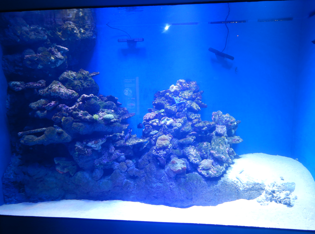New Exhibit - Inshore Reefs
