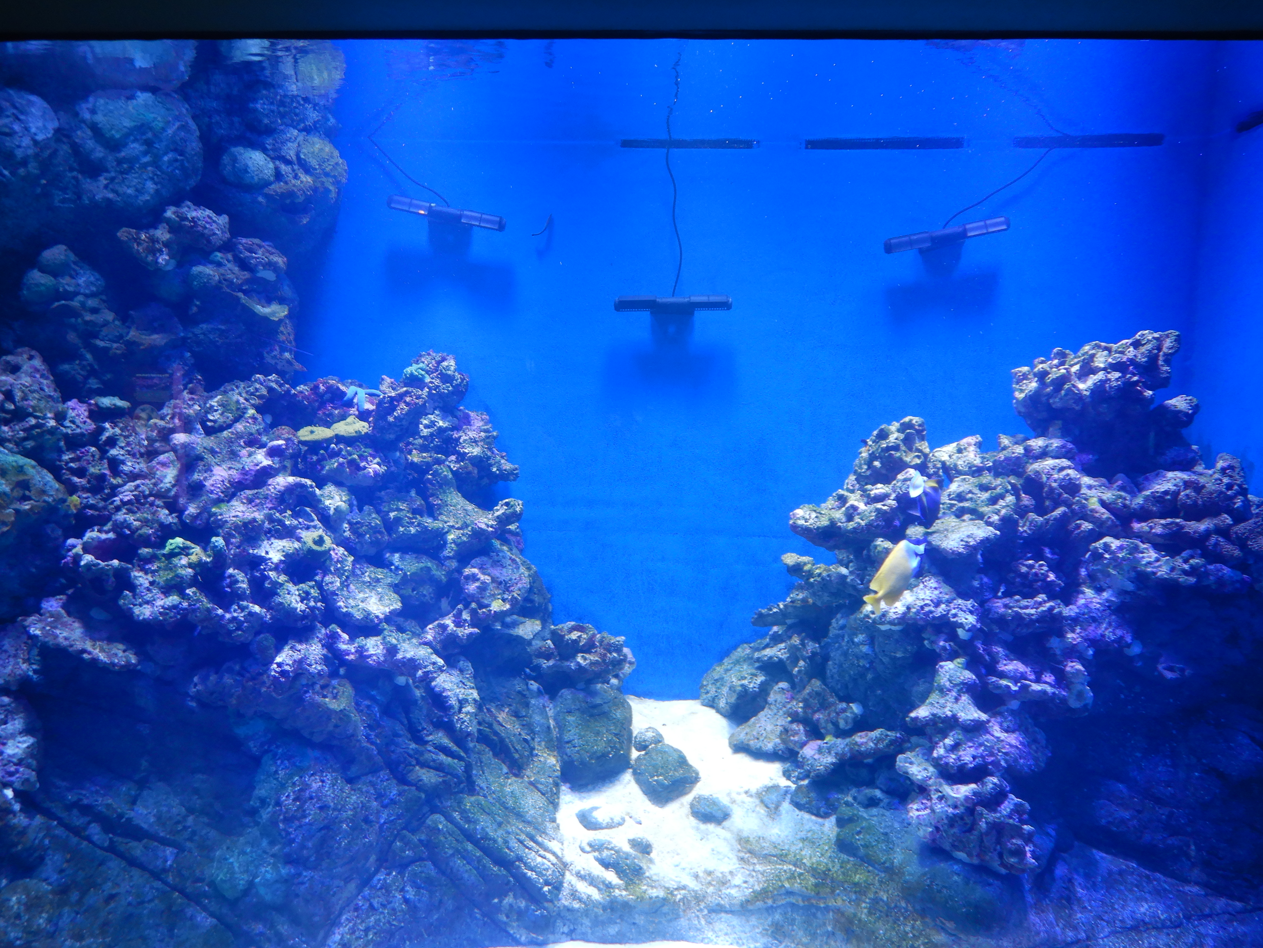New Exhibit - Offshore Reefs