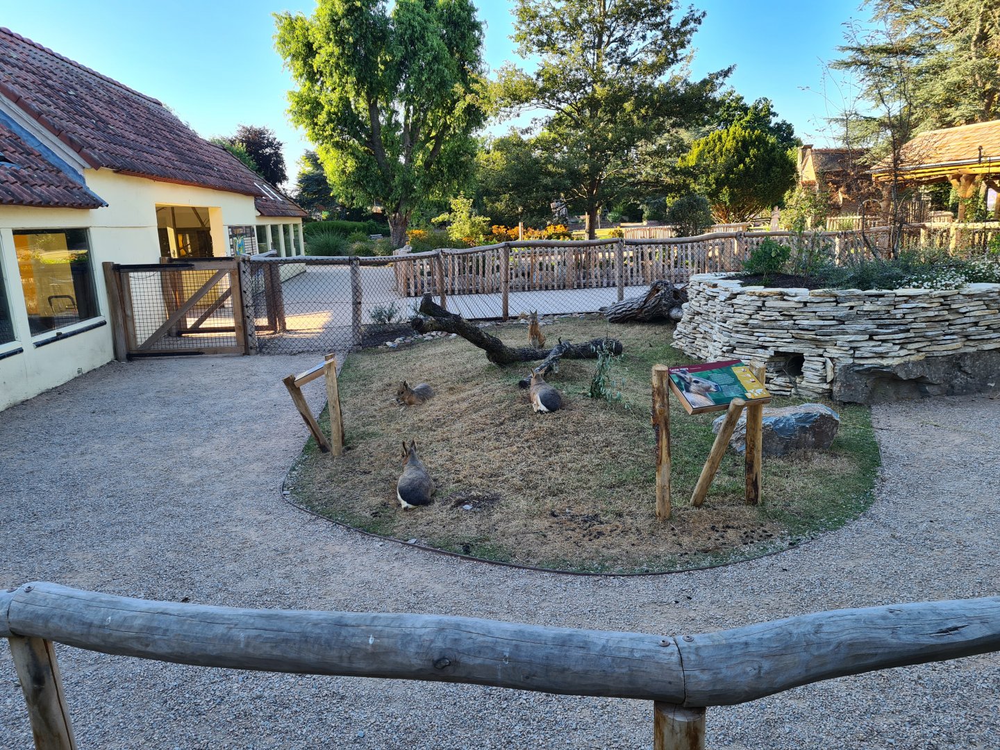 New exhibit: Patagonian mara walkthrough