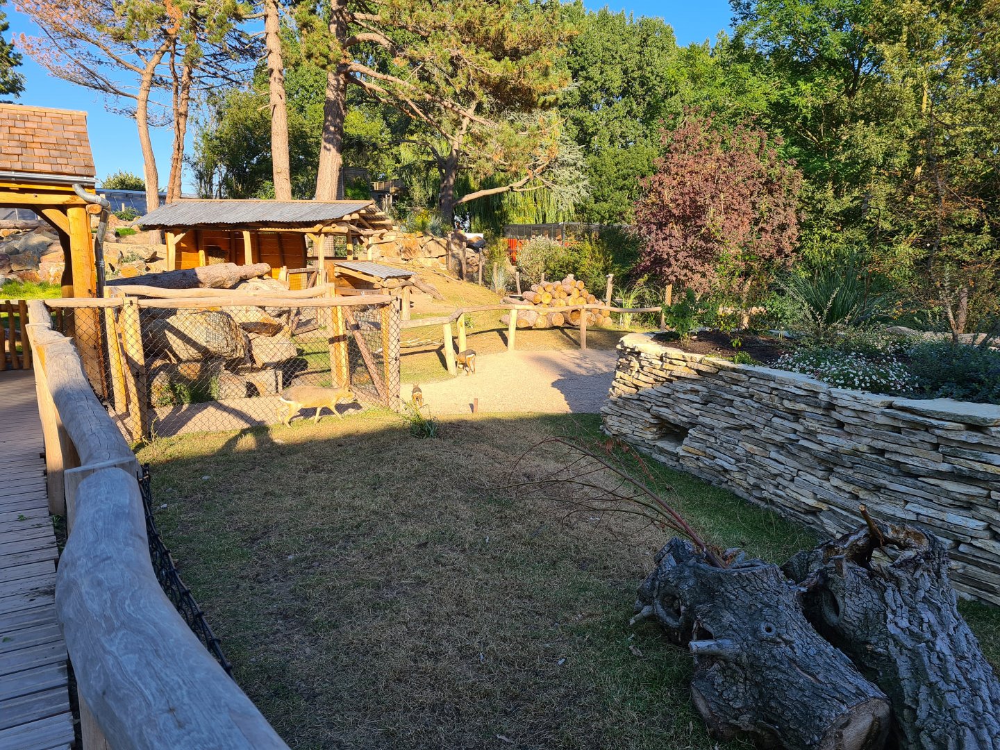 New exhibit: Patagonian mara walkthrough