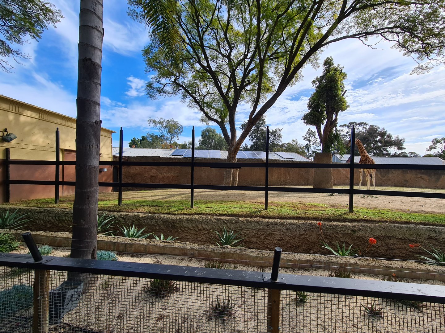 New expanded portion of the giraffe enclosure