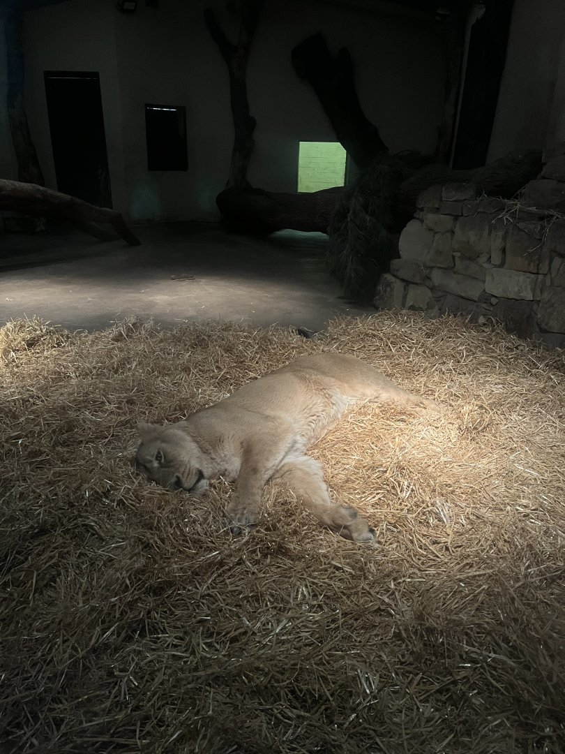 New female asiatic lion 27.12.24
