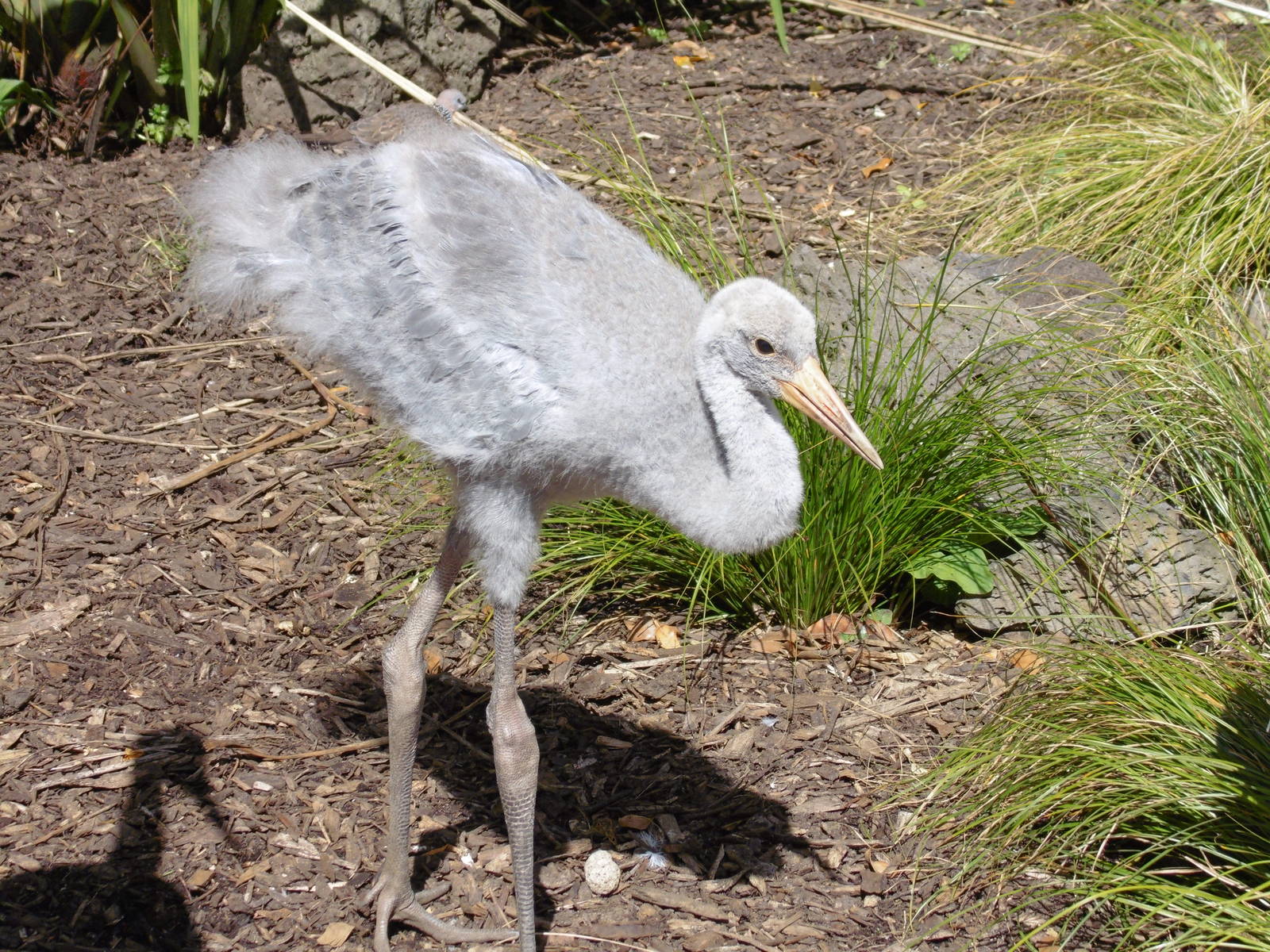 New female Brolga chick at six weeks