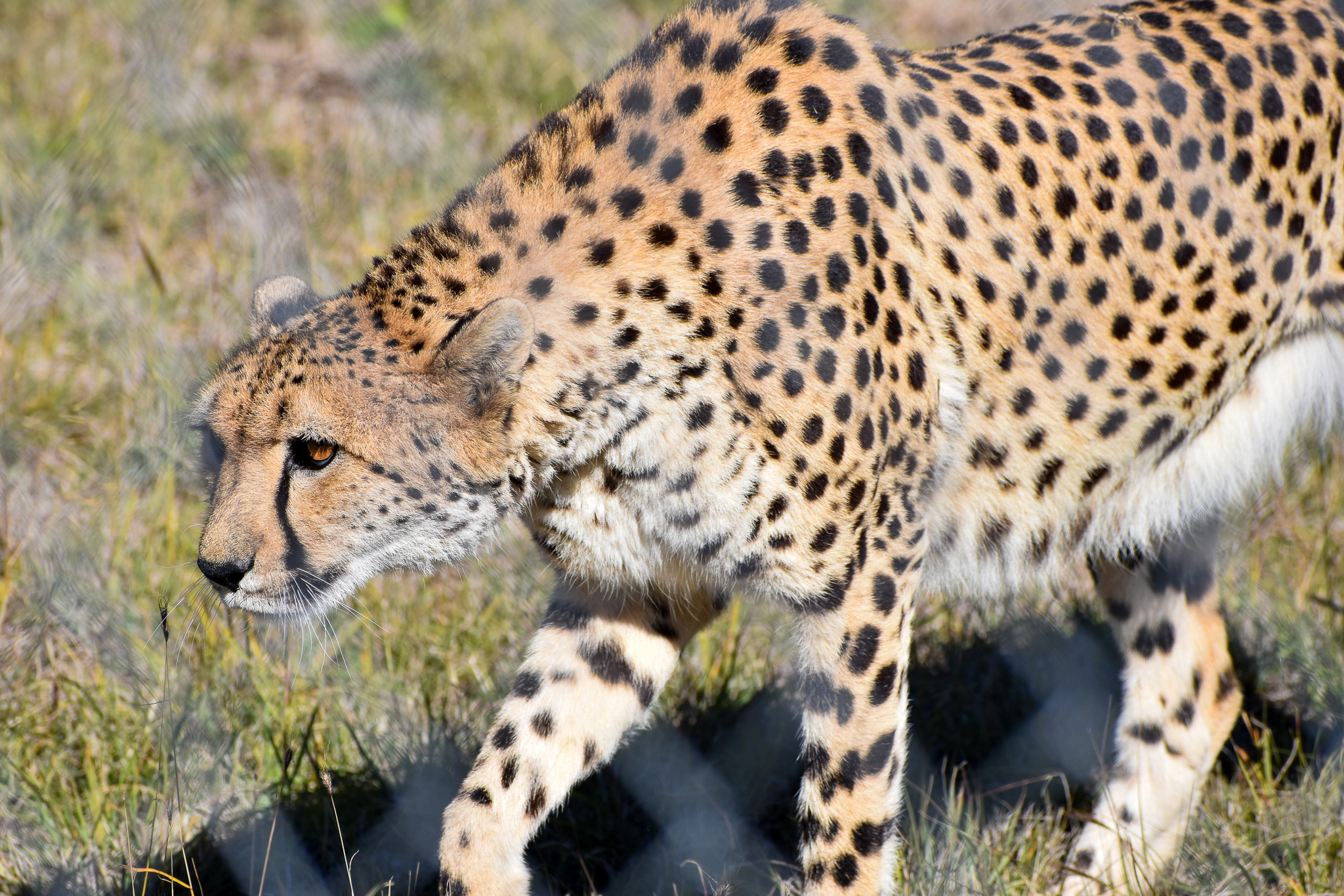 New Female - Cheetah (Acinonyx jubatus)