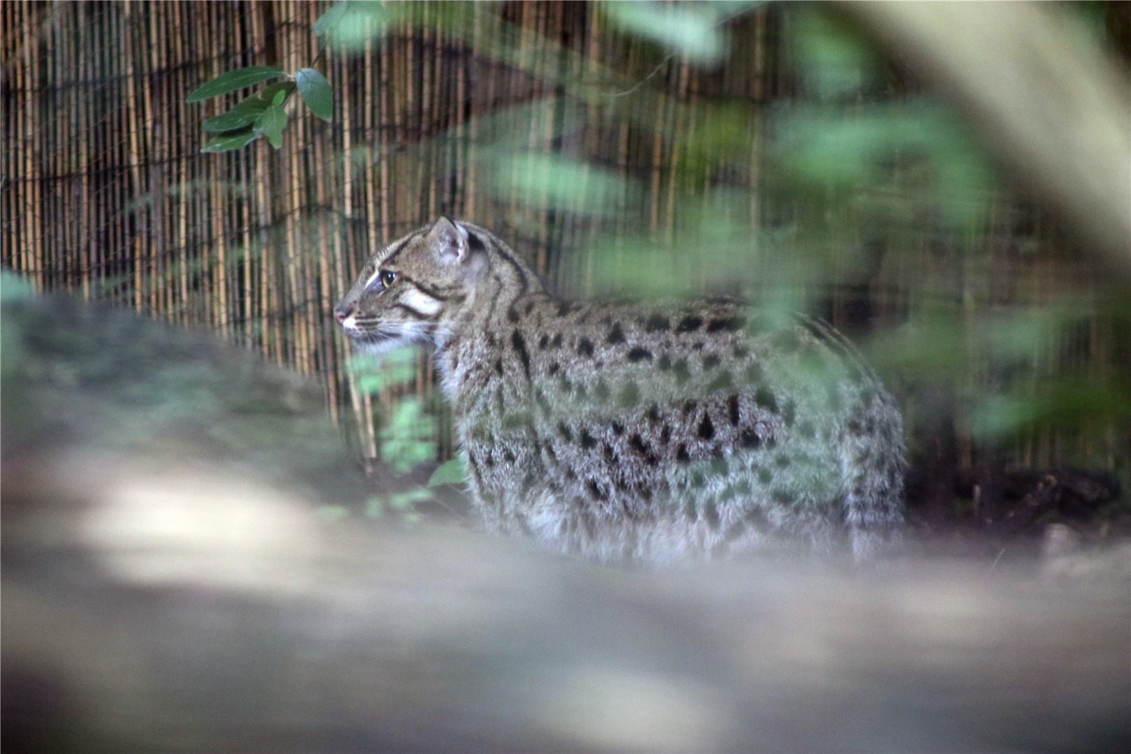 New female fishing cat