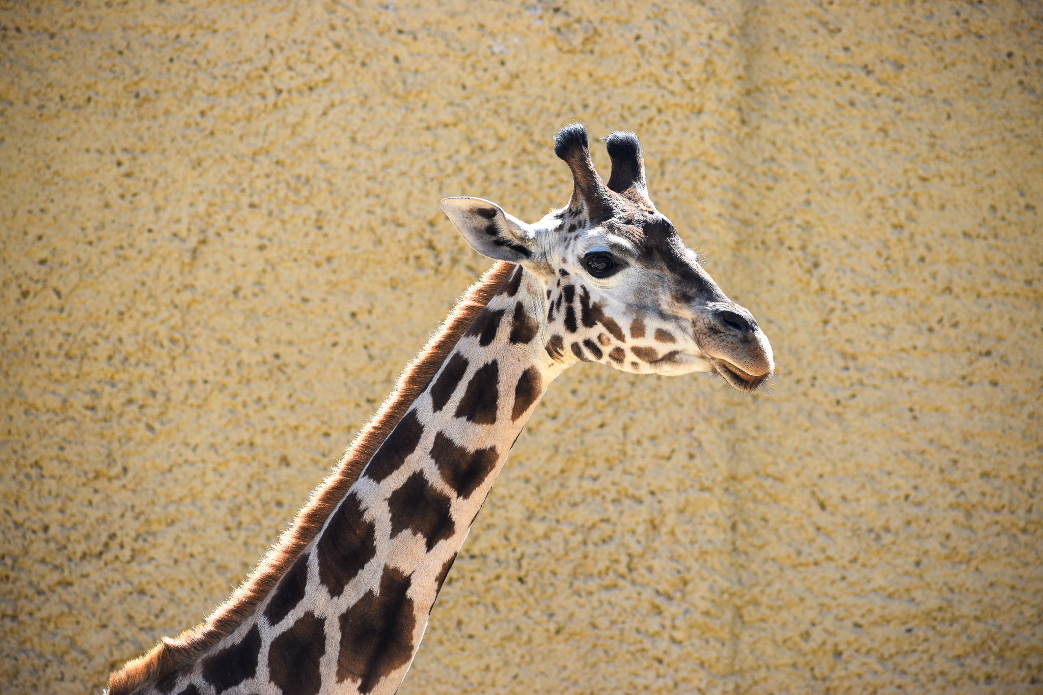 New female giraffe - Unyezi
