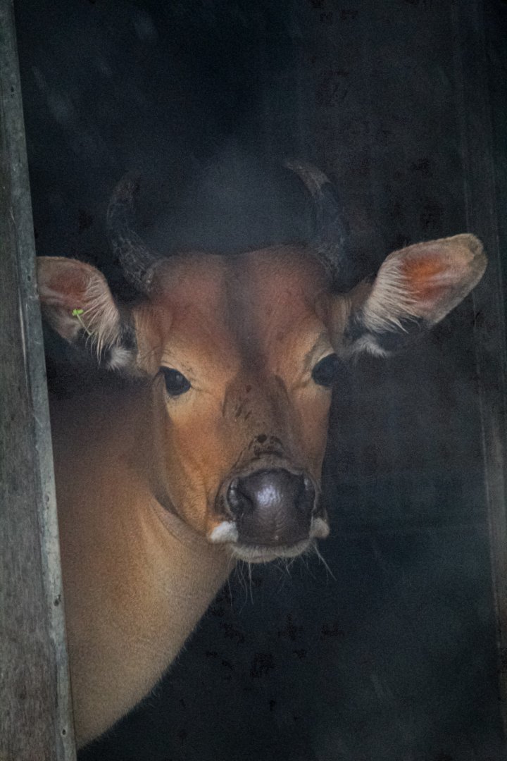 New Female Javan Banteng- 24th August 2024