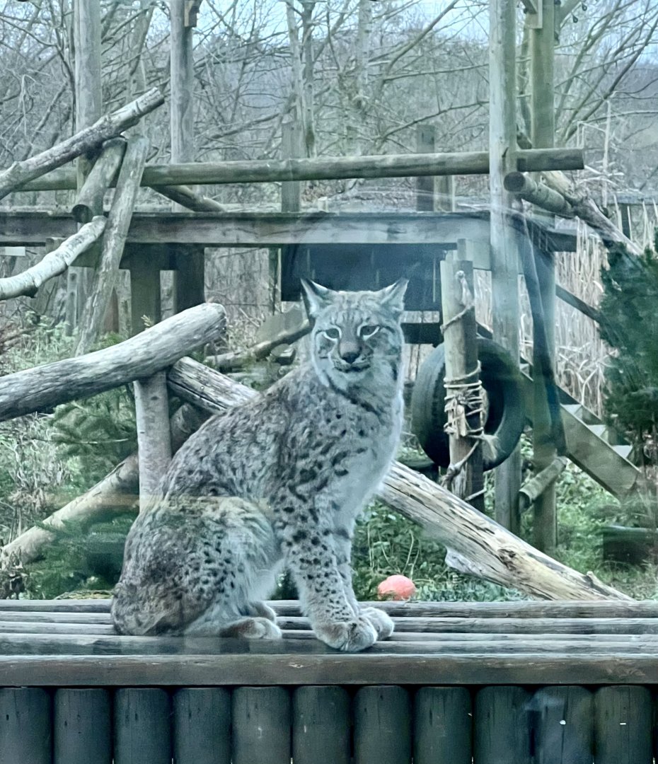 New female lynx, Lox