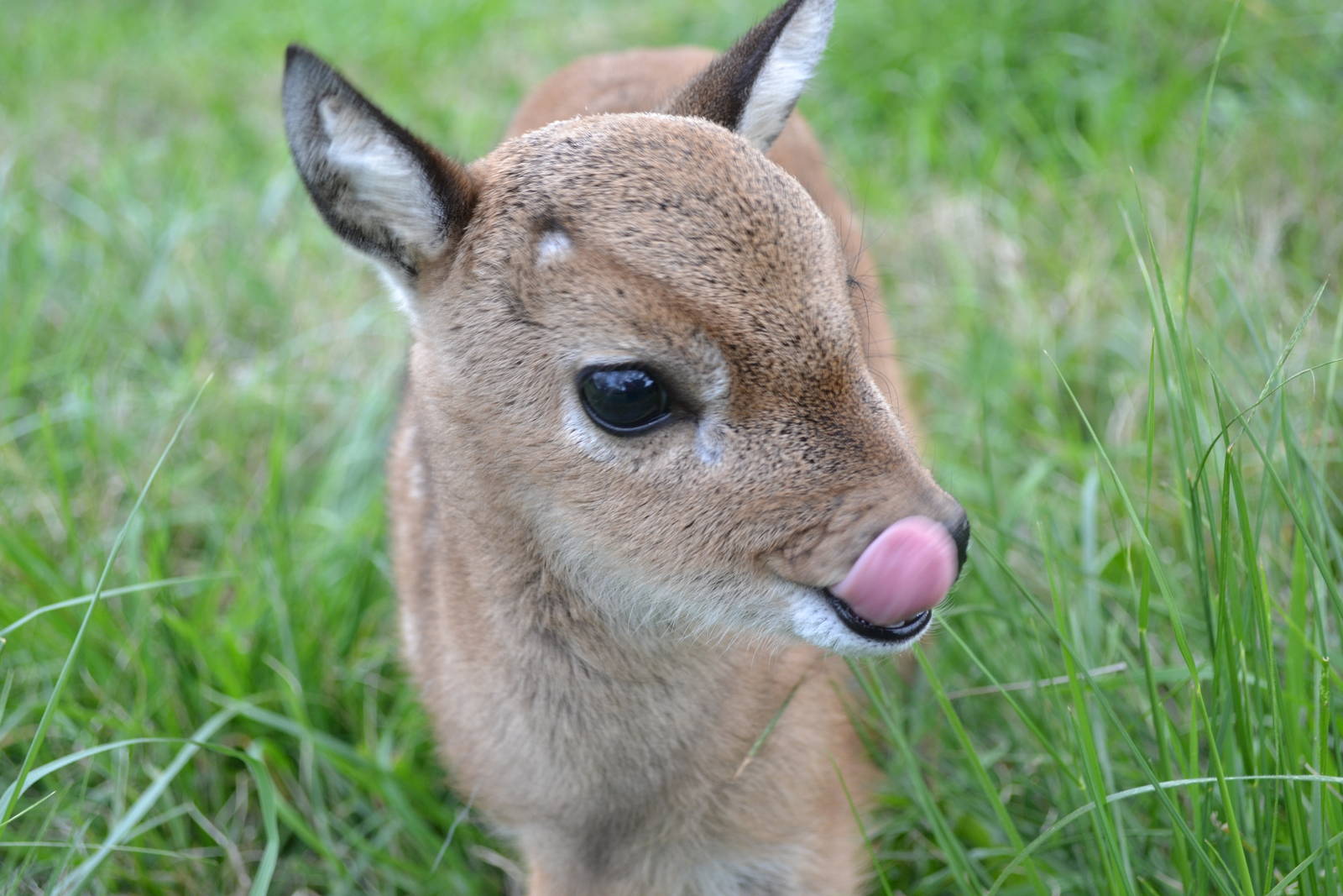 New female Pampas Deer, born  29, September 2013.