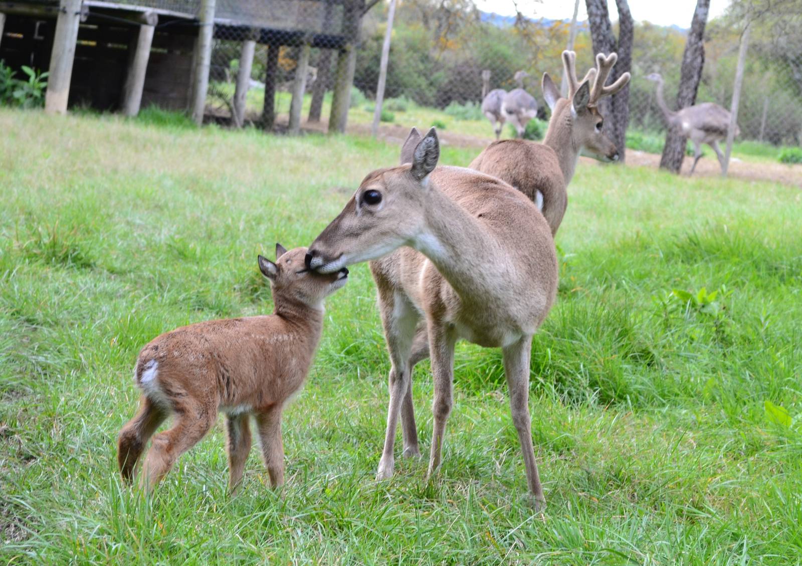 New female Pampas Deer, born  29, September 2013.