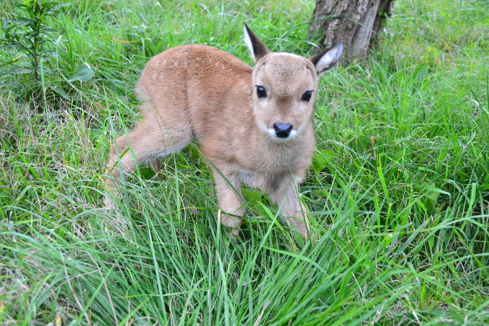 New female Pampas Deer, born  29, September 2013.