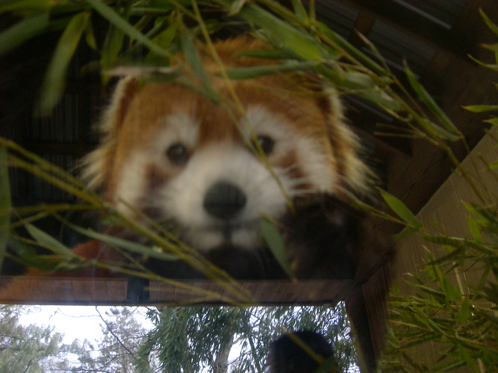 New female red panda