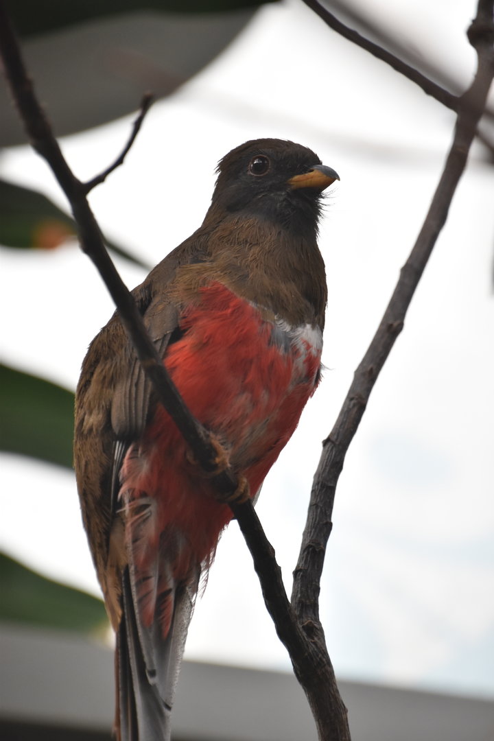 New Female trogon!