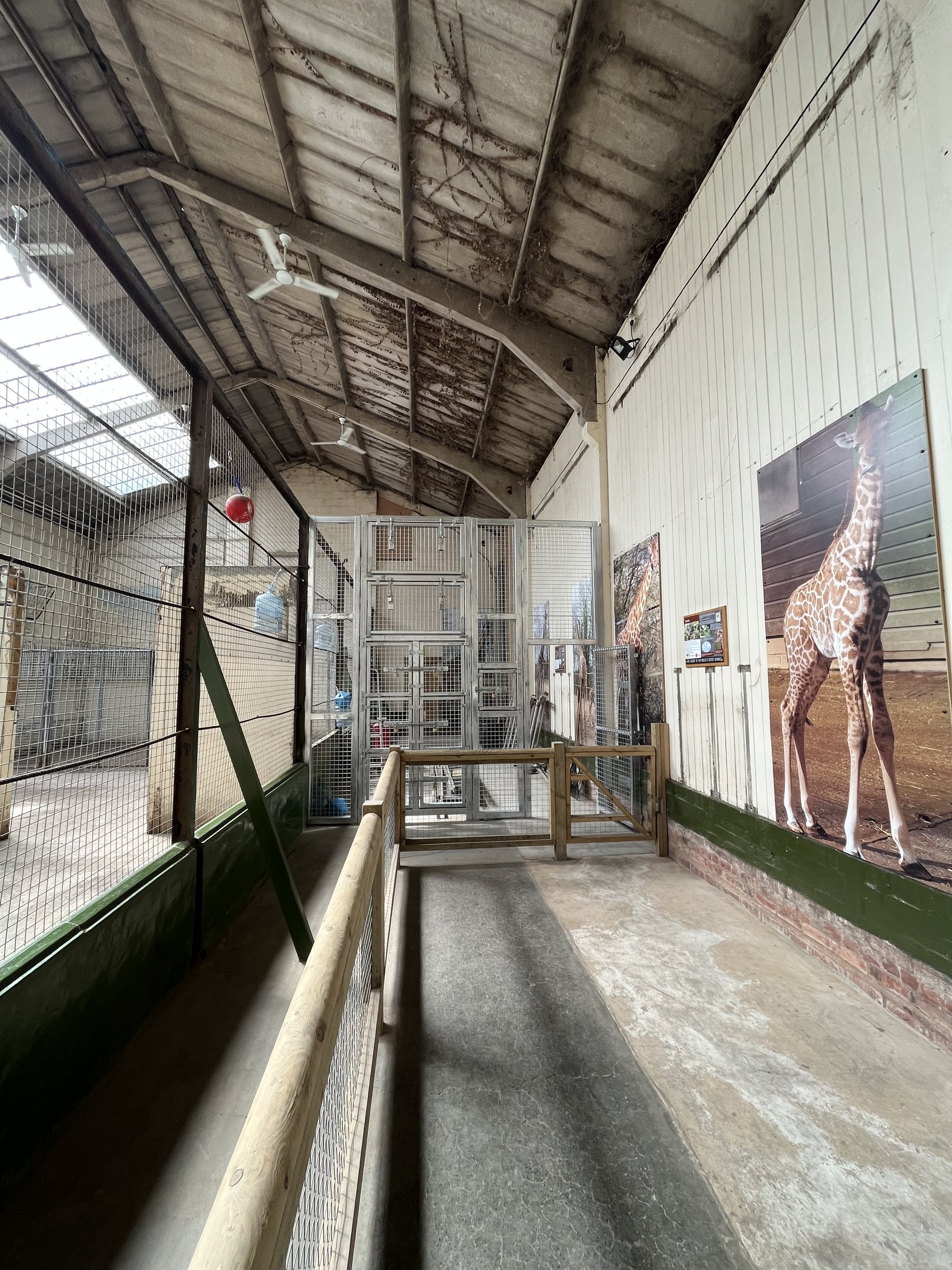 New fencing inside giraffe house