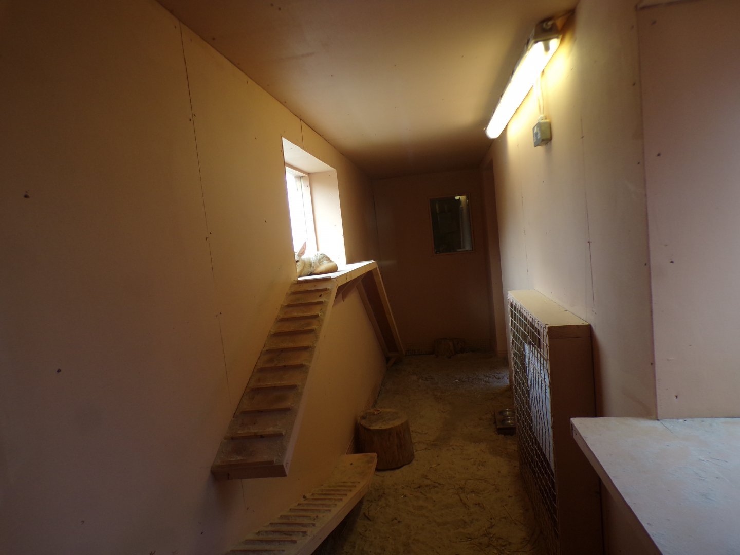 New fennec fox enclosure  indoors 12.4.24