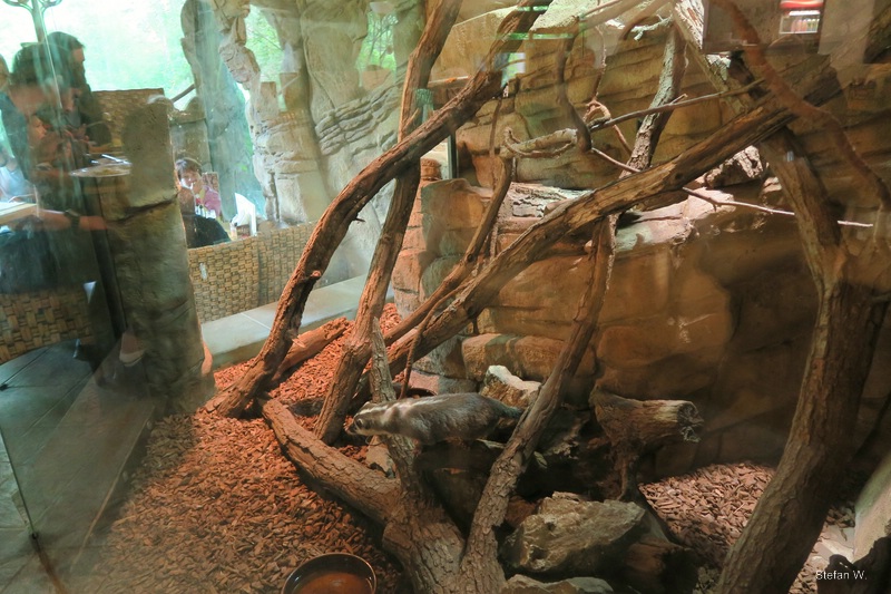 New ferret-badger enclosure in the restaurant