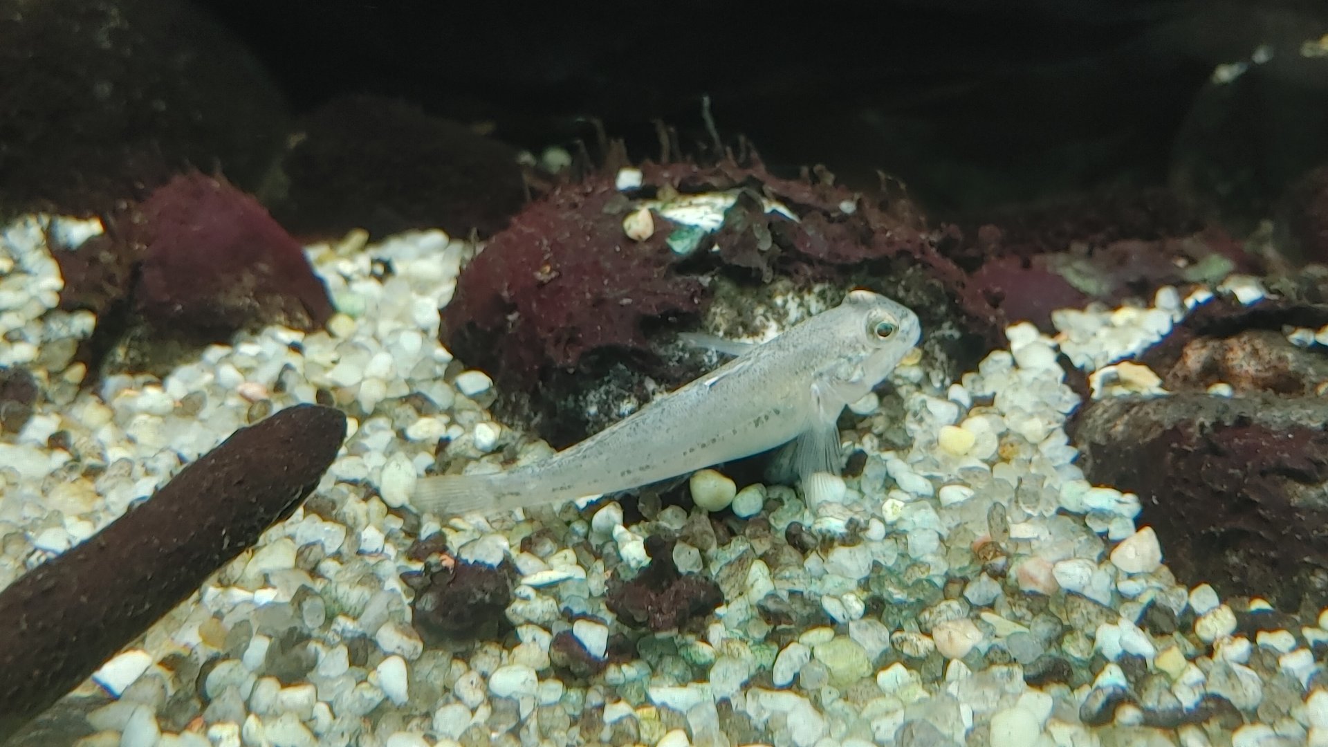 New Fish in Americas 2