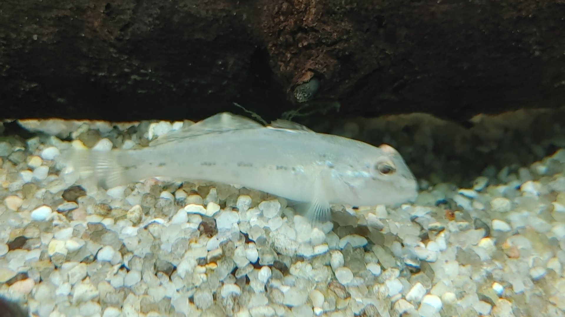 New fish in Americas