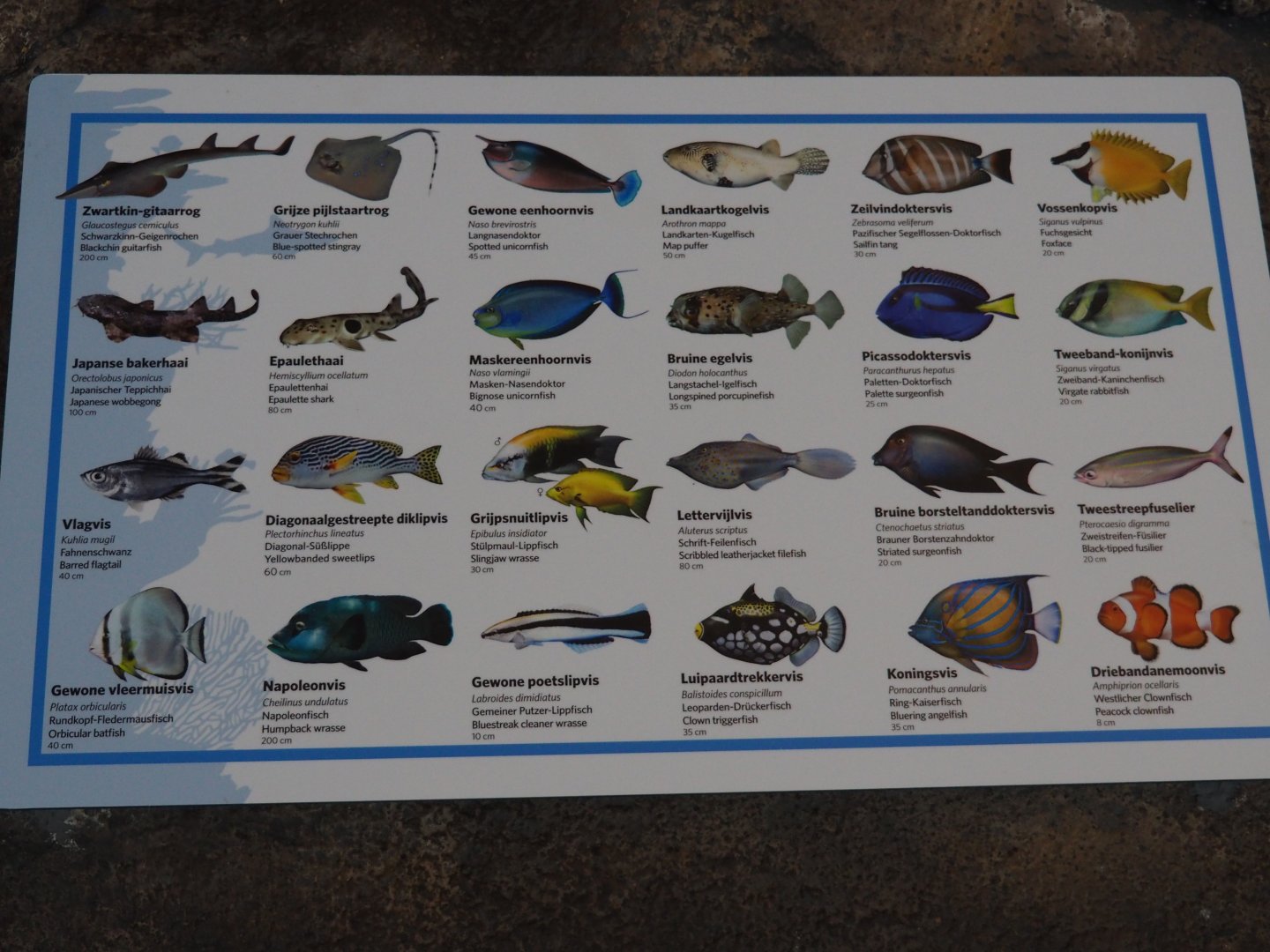 New Fish Signage For The Lagune Tank