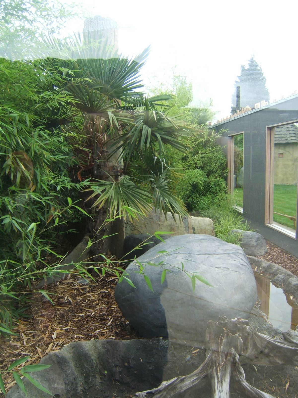 New Fishing Cat enclosure