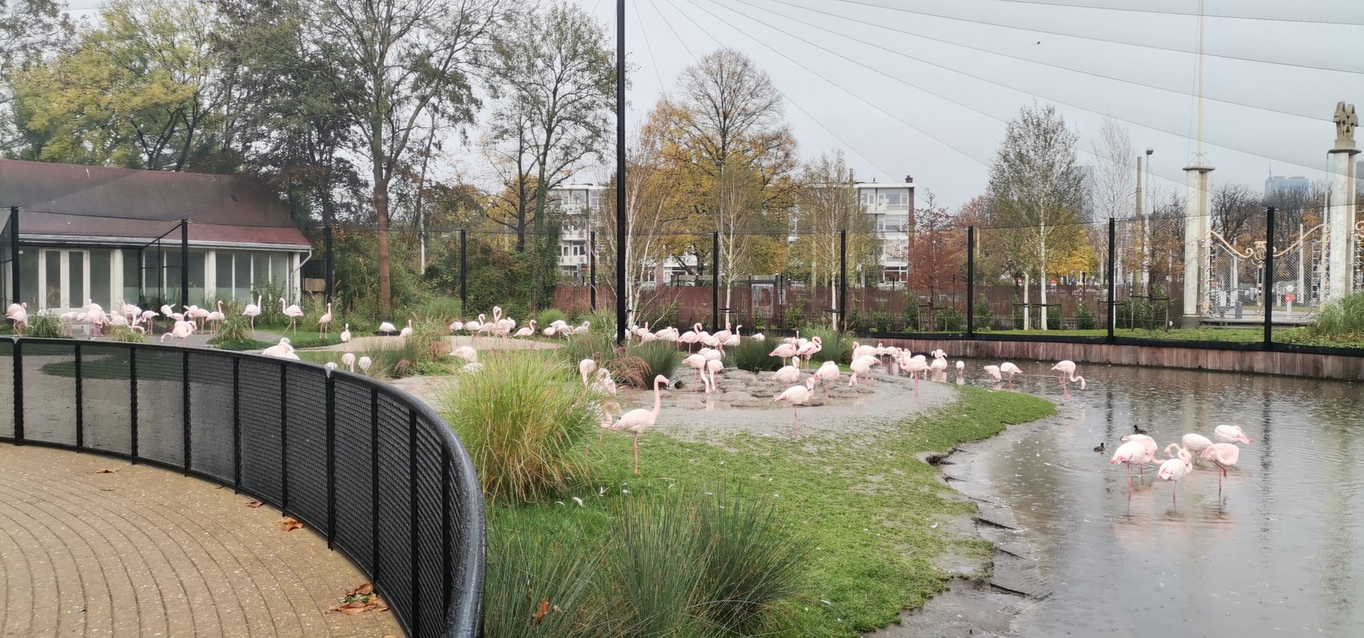 New Flamingo Aviary