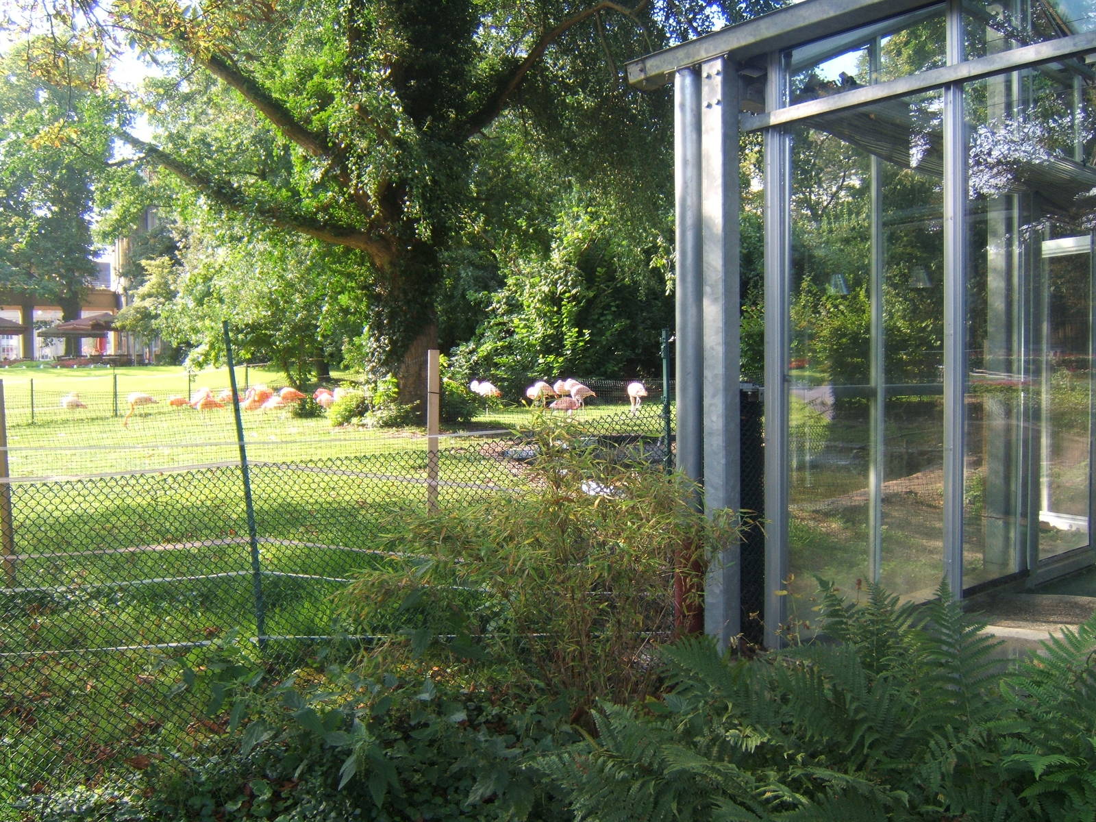 New Flamingo enclosure