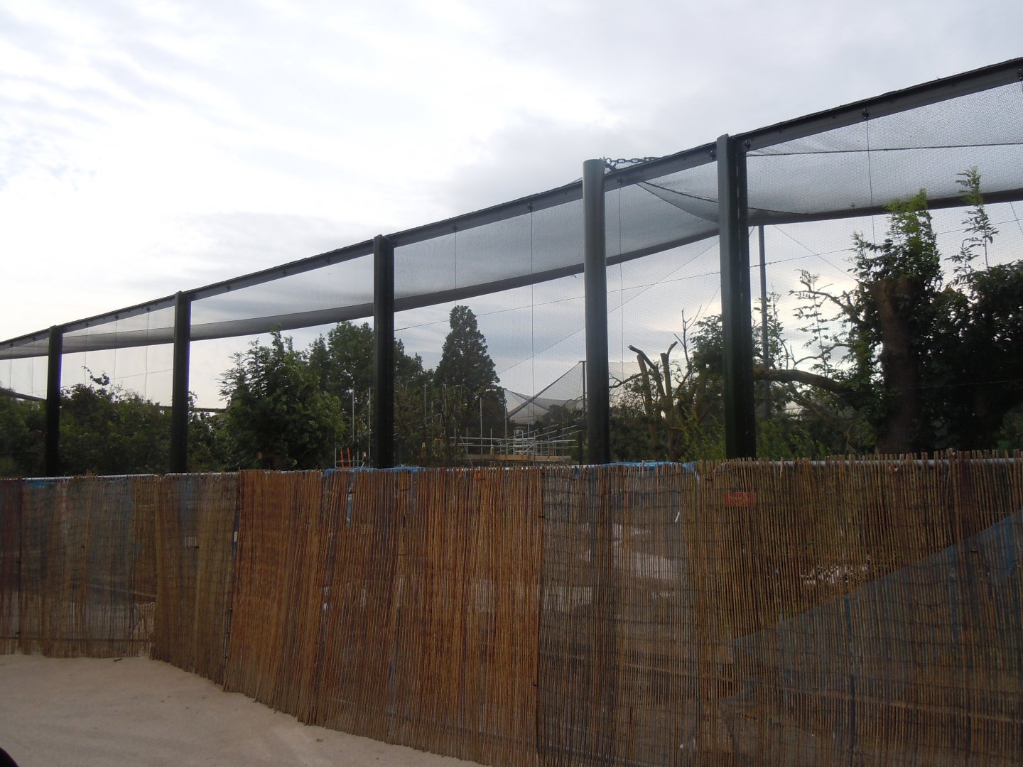 New flamingo/Roseate spoonbill/Scarlet ibis walkthrough aviary 110920