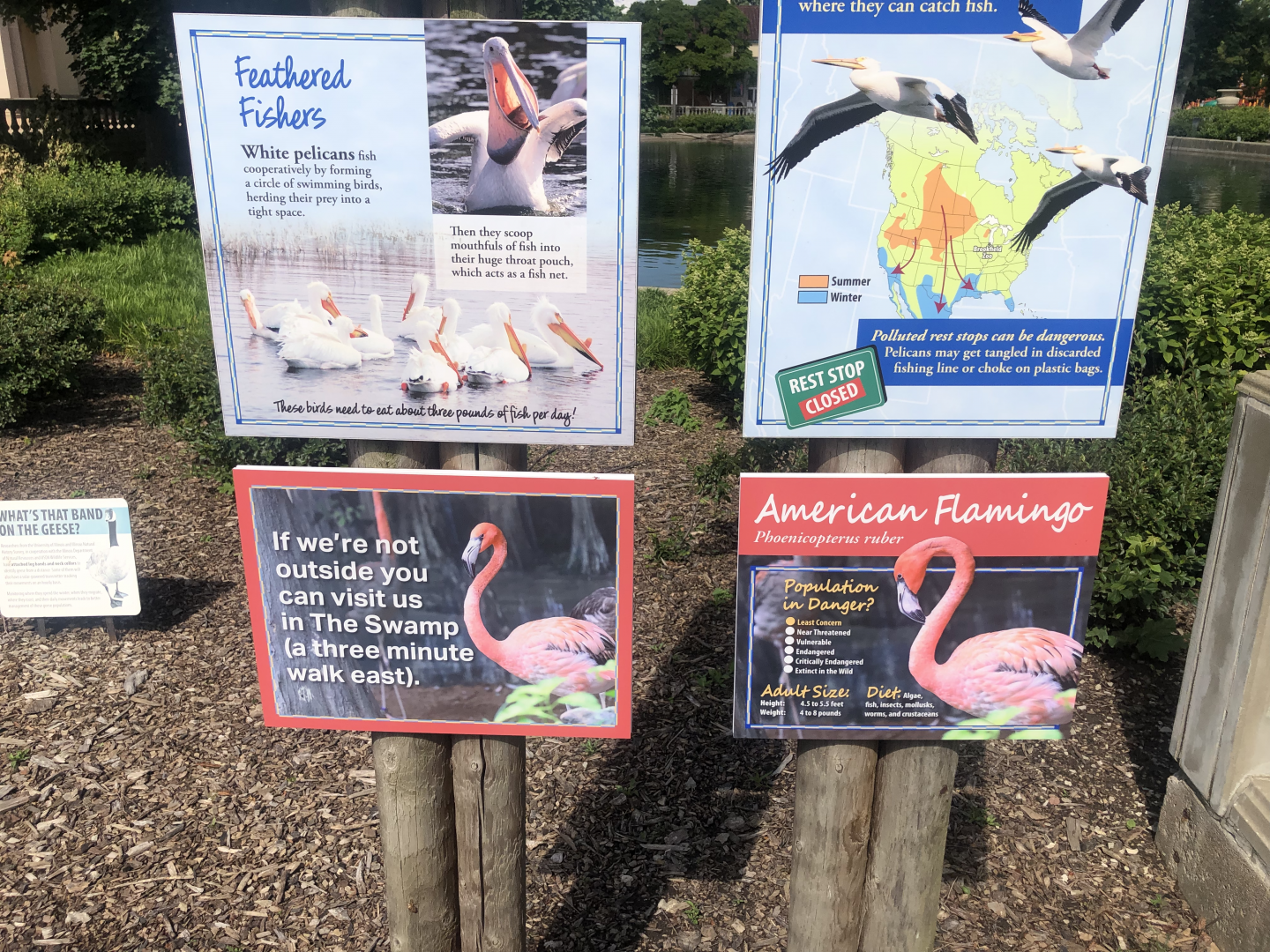 New Flamingo Sign- east side of the formal pool.
