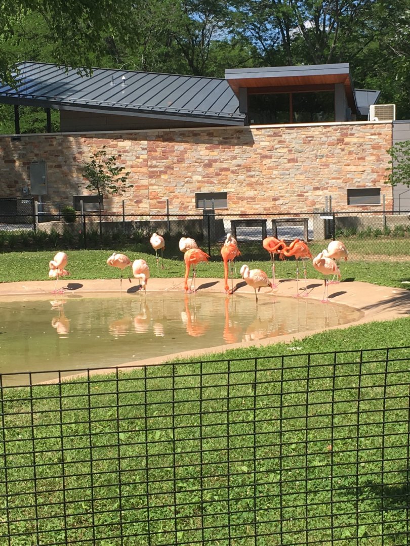 New Flamingo Viewing + New Bathrooms