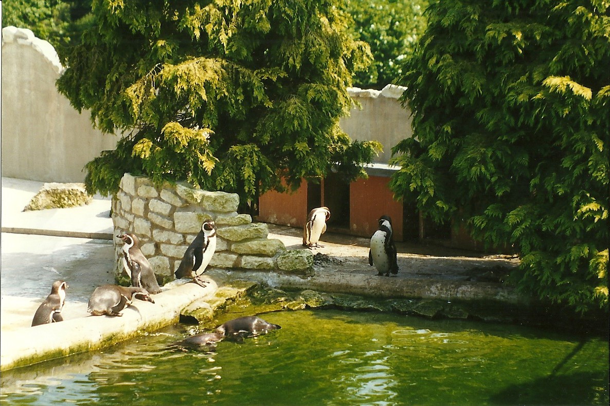 New for 1998 - Penguin Pool 9th May 1998
