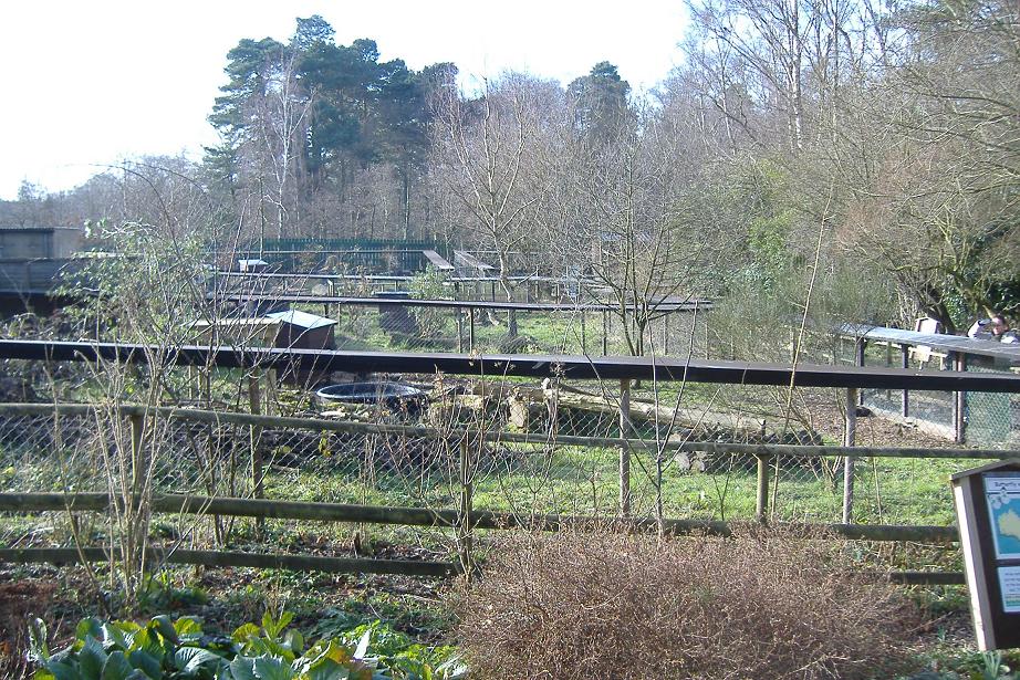 New Forest Otter pens