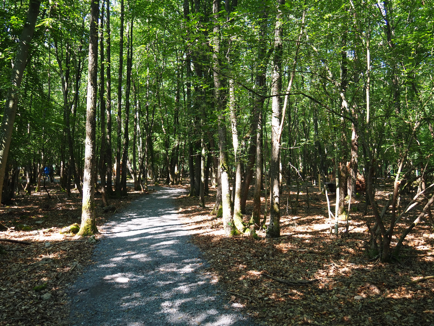 New forest trail, 2020-07-12