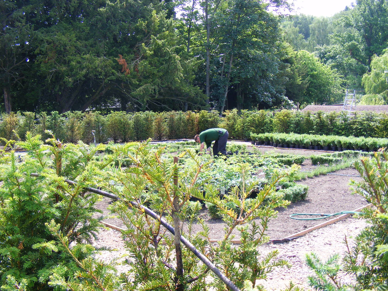 New formal garden at Marwell Wildlife, 27 June 2010