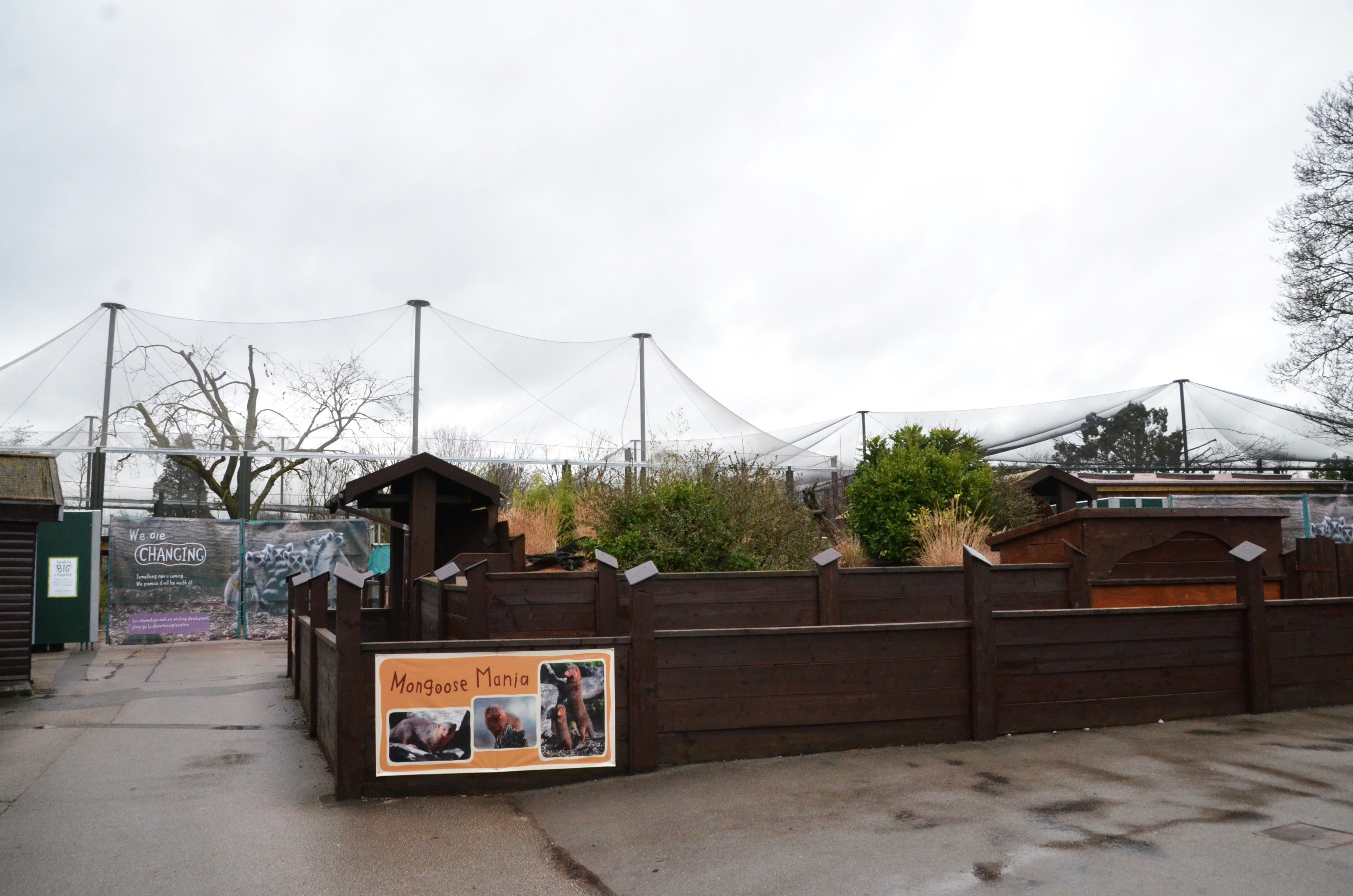 New Fossa and Lemur Enclosures from Mongoose Mania at Chester 07/03/19