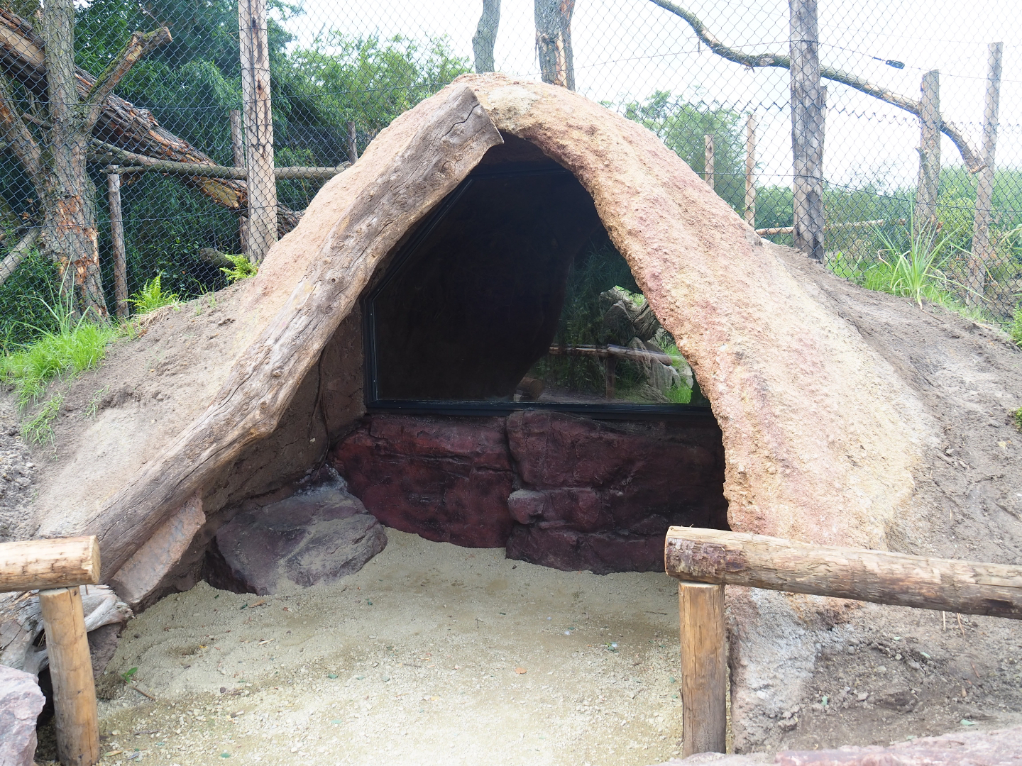 New fossa exhibit - den, 2019-08-11