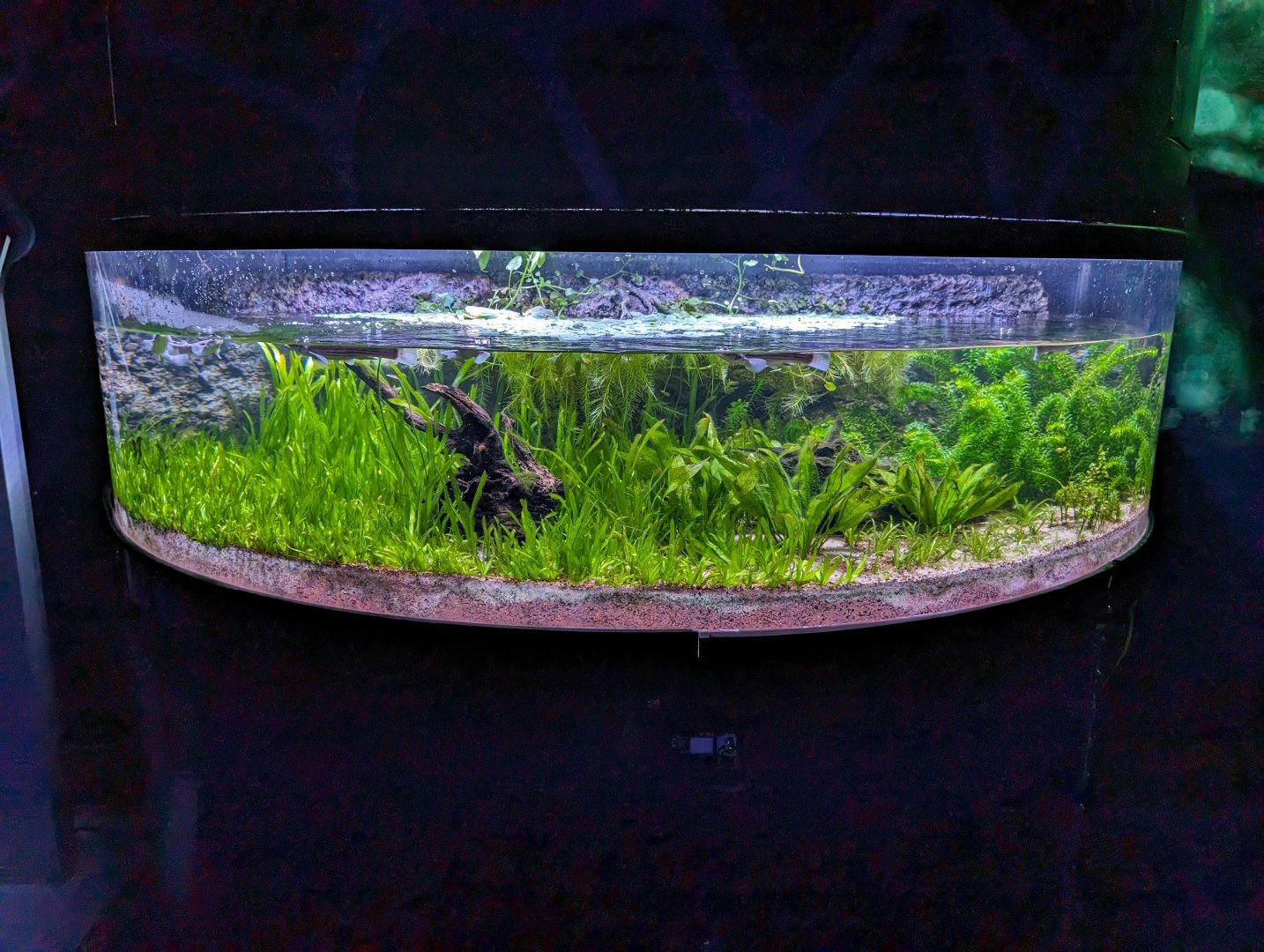 New Four-eyed Fish exhibit