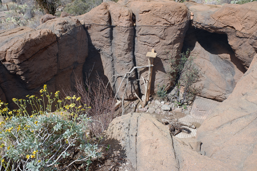 new fox exhibit (formerly empty)