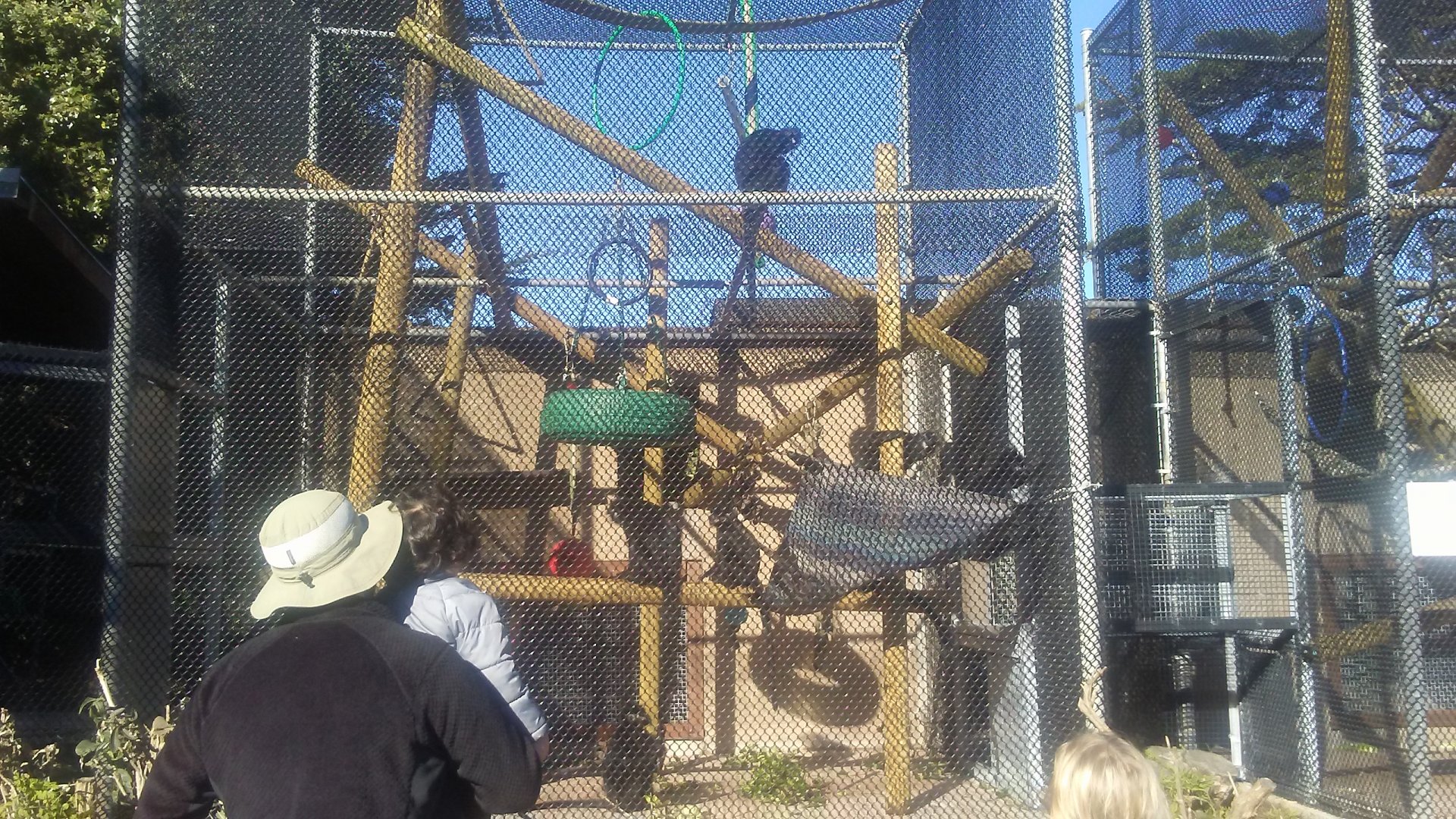 New François' langur exhibit (one of four)