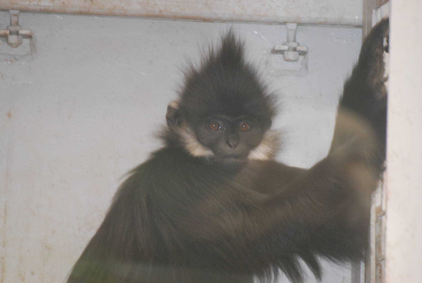 New Francois' langur