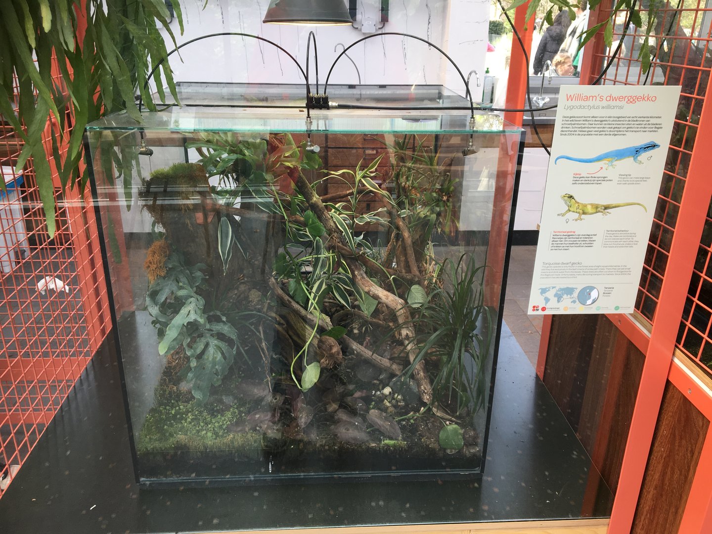 New frog area - Fifth terrarium: William's electric blue gecko (Lygodactylus williamsi)