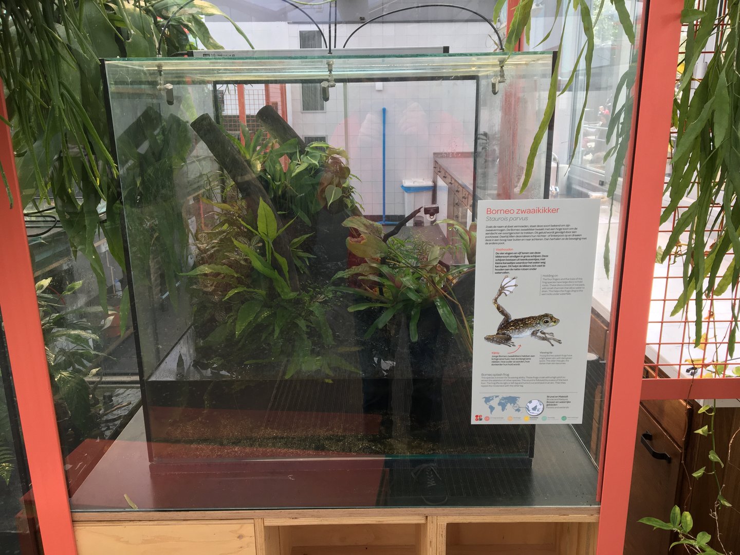 New frog area - First terrarium: Little rock frogs (Staurois parvus)