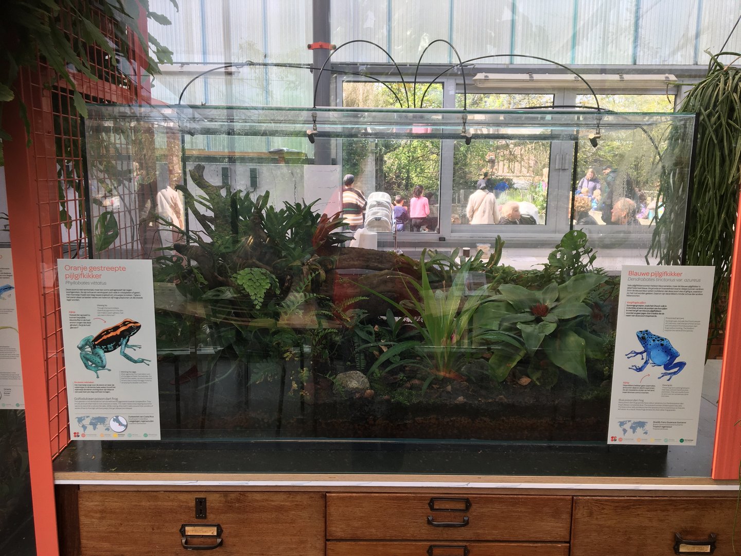 New frog area - Fourth terrarium: Golfodulcean poison dart frogs (Phyllobates vittatus) & Blue poison dart frogs (Dendrobates tinctorius var. azureus)