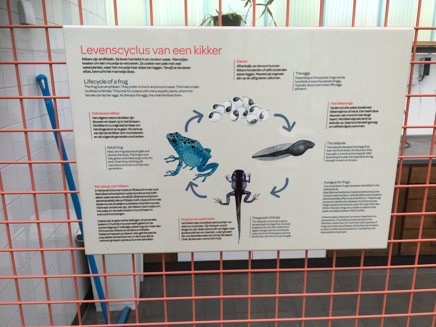 New frog area - Life cycle of a frog info sign